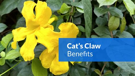 Cat S Claw Benefits Uses Dosage And Side Effects Evidencelive