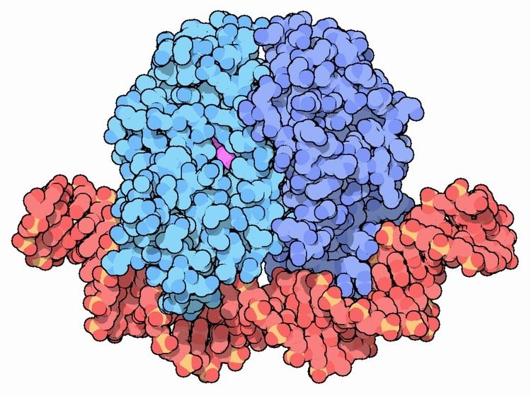 Catabolite Activator Protein: Enhances Cellular Efficiency