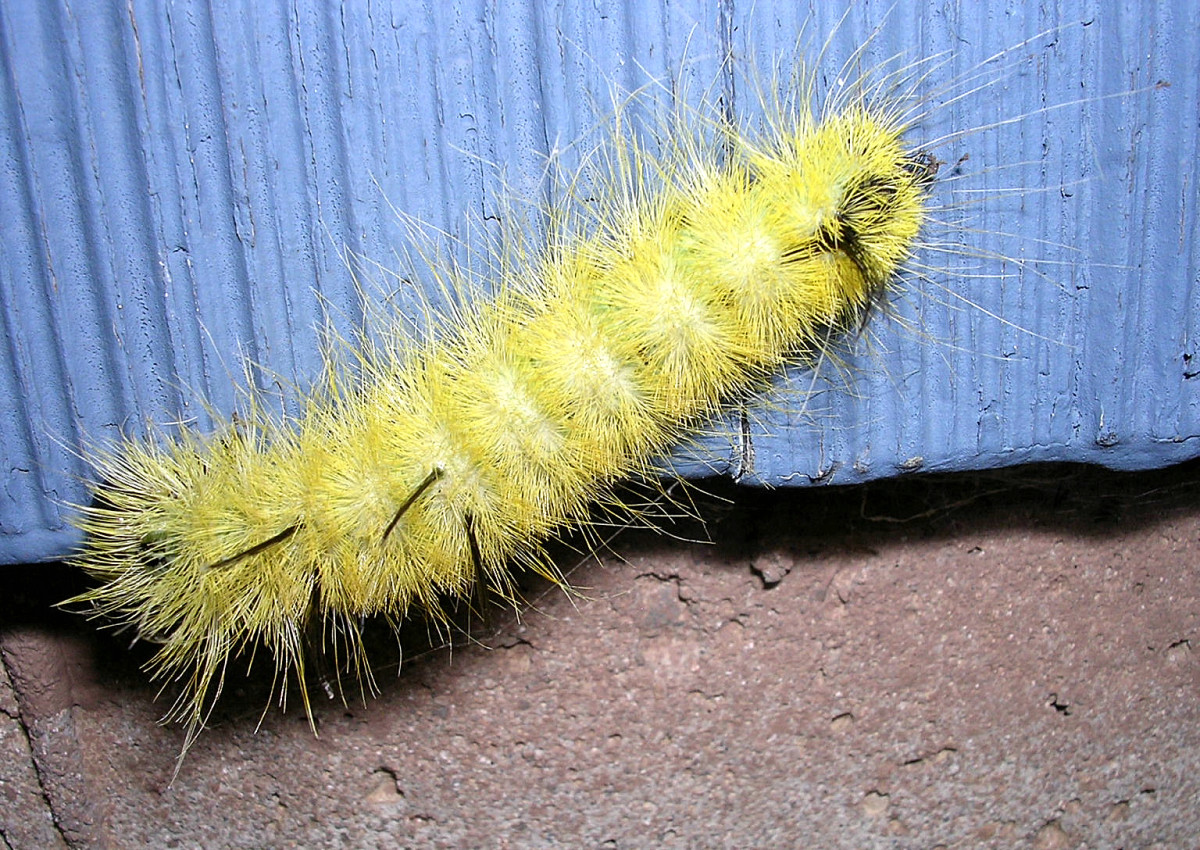 Caterpillar Insect Yellow And Black At Trudi Abbas Blog