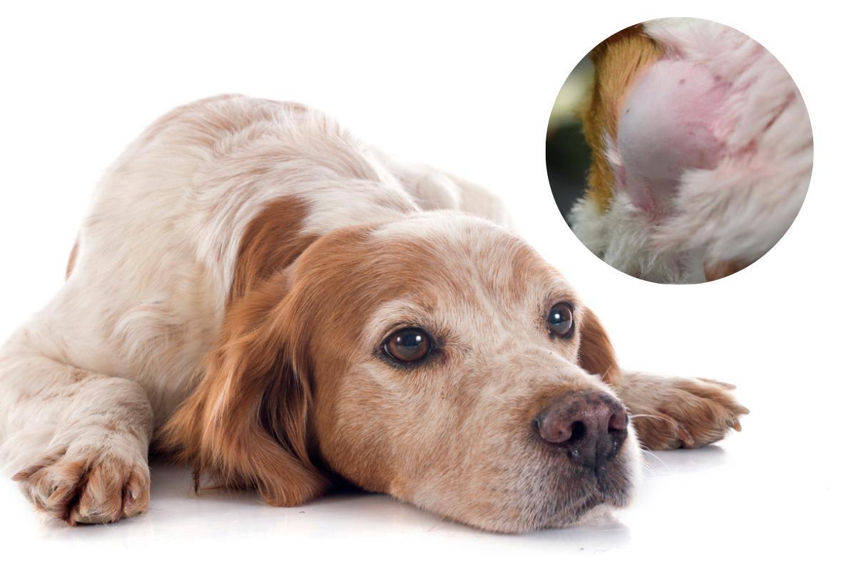 Causes Of Swollen Lymph Nodes In My Dog Amp 39 S Neck Lymphadenitis In Dogs