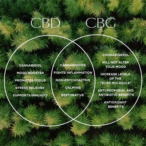 Cbd Vs Cbg Uncovering The Differences And Benefits