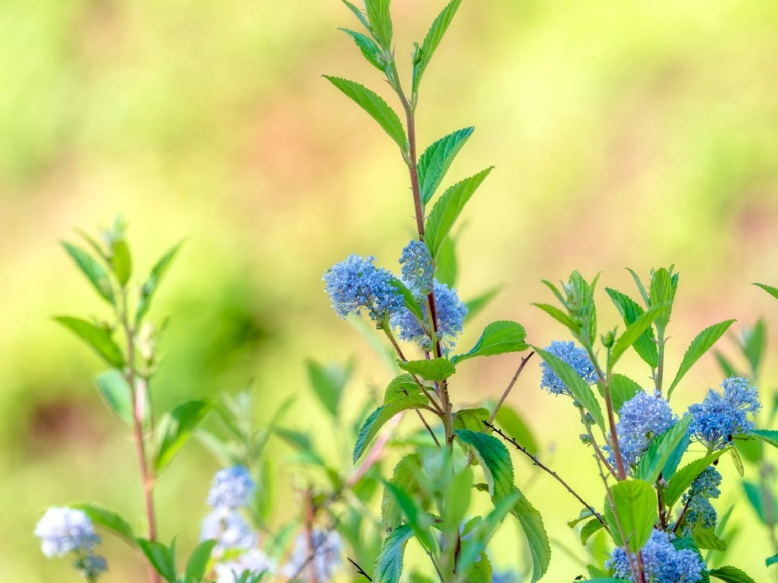 Ceanothus Americanus Care: Grow Healthy Shrubs