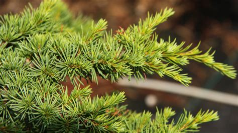 Cedrus Libani Home Park Cedar Of Lebanon Conifer Kingdom