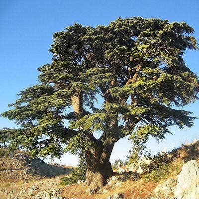 Cedrus Libani Treepedia