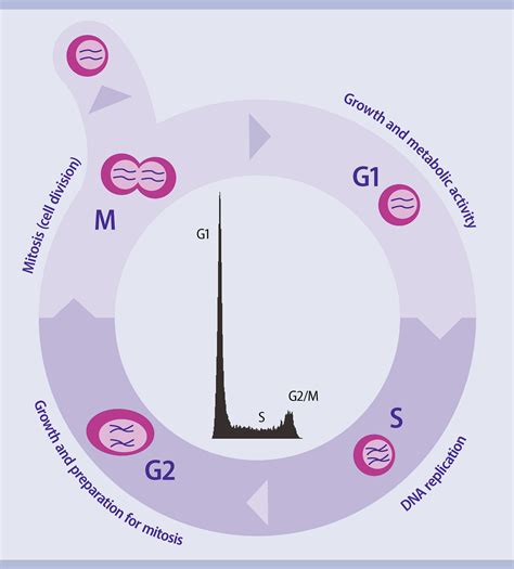 Cell Cycle Analysis By Flow Cytometry