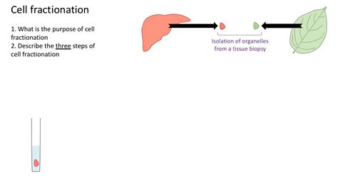 Cell Fractionation A Level Biology Youtube