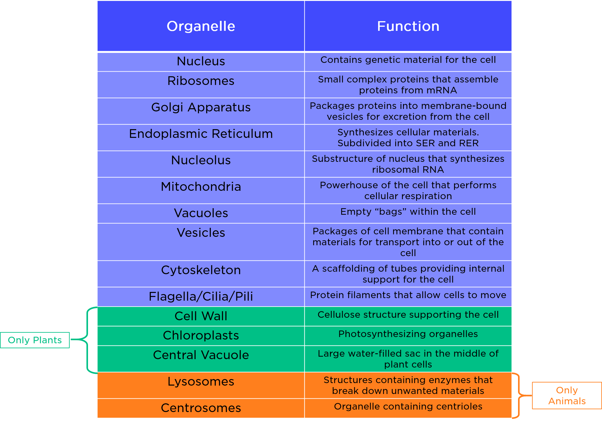 Cell Organelle Types Amp Functions Expii