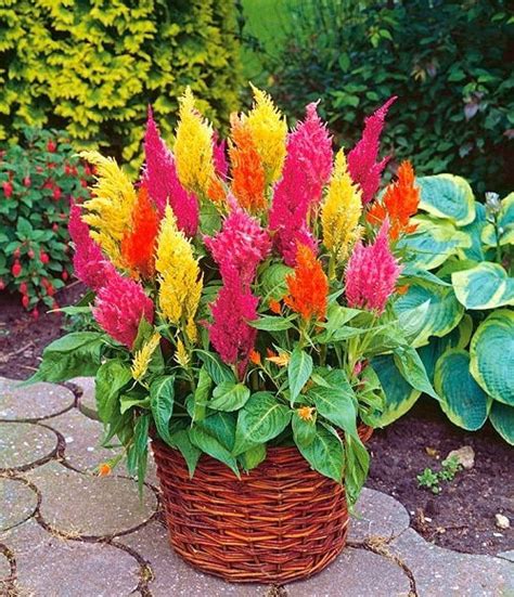 Celosia Care: Boost Vibrant Flower Displays