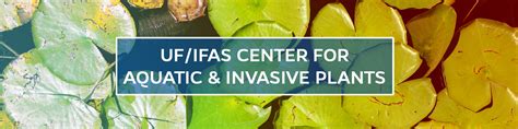 Center For Aquatic And Invasive Plants University Of Florida Ifas