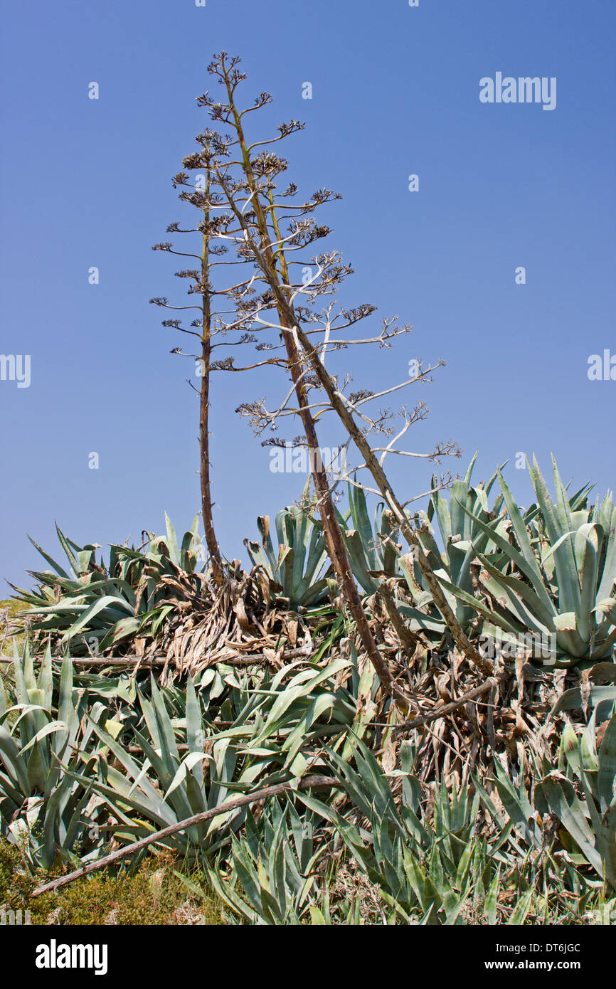 Century Plant Agave Century Plant Bloom Darrell Lingle Flickr