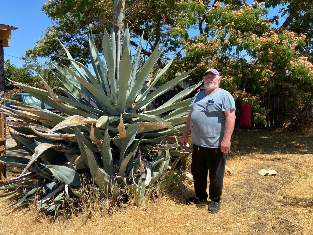 Century Plant Blooms In Hopland The Ukiah Daily Journal