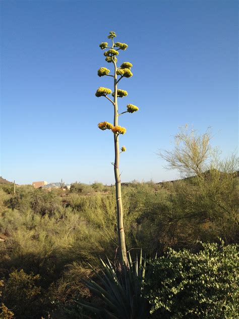 Century Plant In Full Bloom They Take Years To Bloom Bloom Once Then