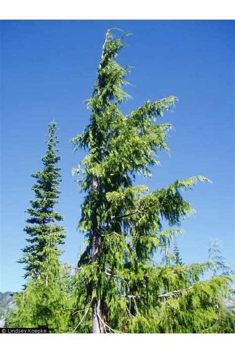 Chamaecyparis Nootkatensis Common Bonsai Conifer Alaska Cedar