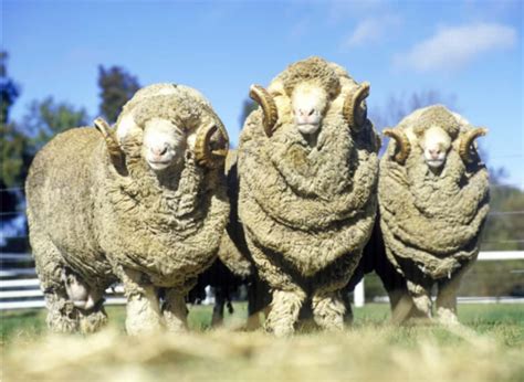 Chapter 30 Sheep And Goat Breeds And Breeding