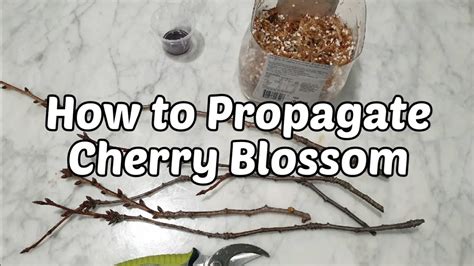 Cherry Blossom Seed Success: Planting Tips