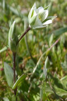 Chickweeds Mouse Ears Allies