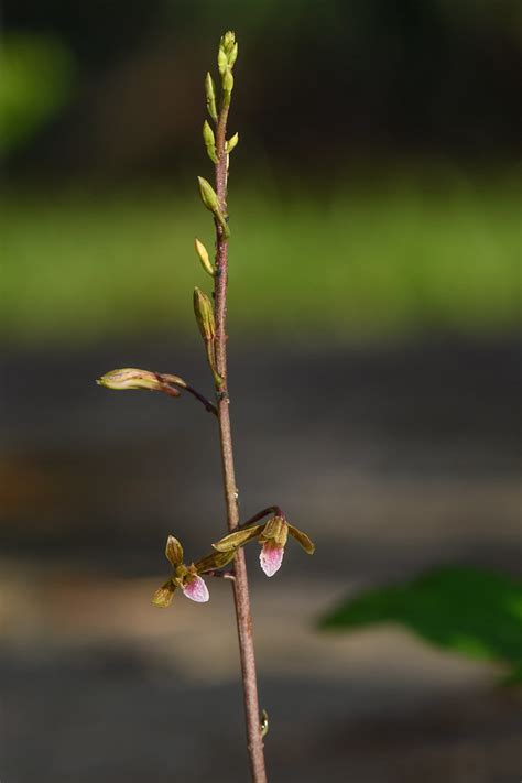 Chinese Crown Orchid Eulophia Graminea A Relatively Rece Flickr