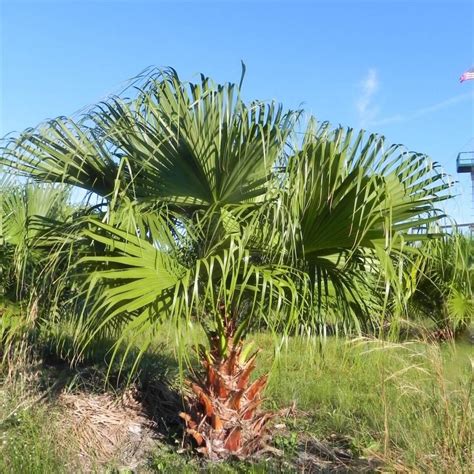 Chinese Fan Palm