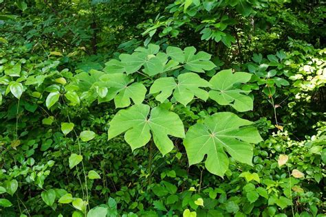 Chinese Parasol Tree Plant Care Growing Basics Water Light Soil