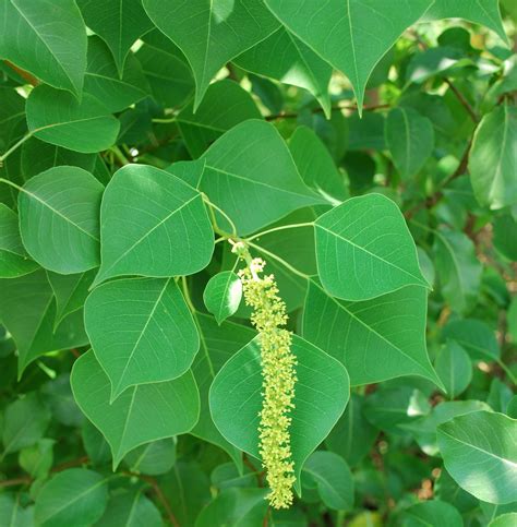 Chinese Tallow Tree