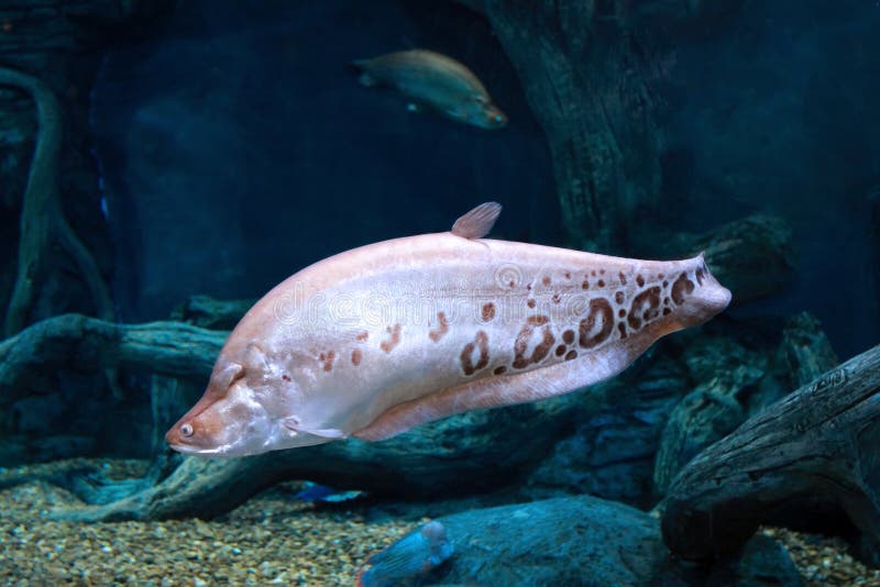 Chitala Chitala Notopterus Chitala Clown Knifefish Indian