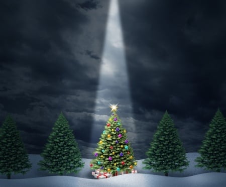 Christmas Tree Buying Guide Find Your Perfect Tree