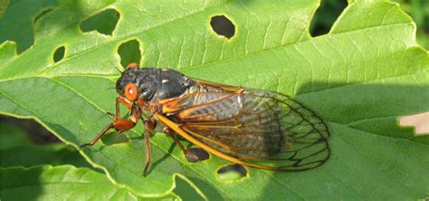 Cicada 2024 Facts4u Ertha Bernette