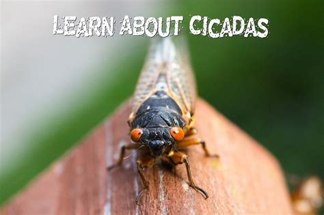 Cicada Emergence Facts Hubpages