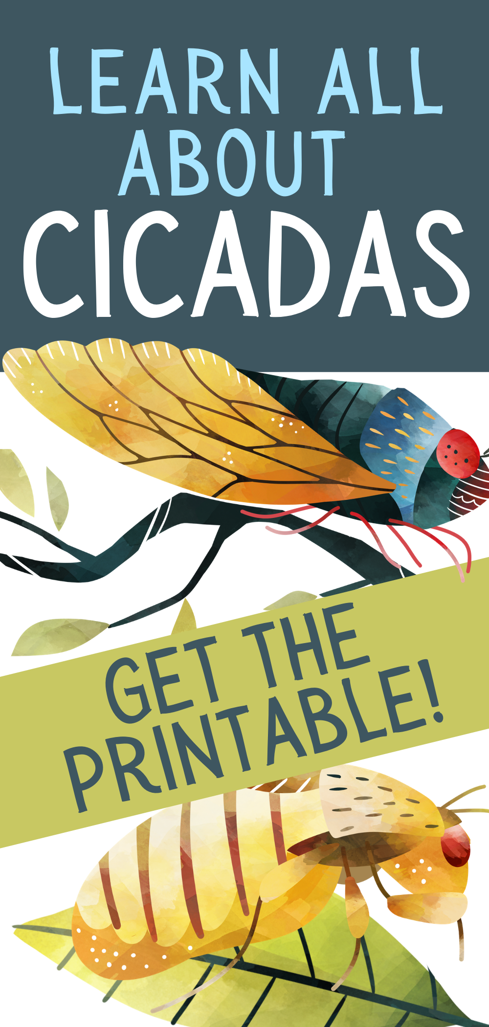 Cicada Facts For Kids