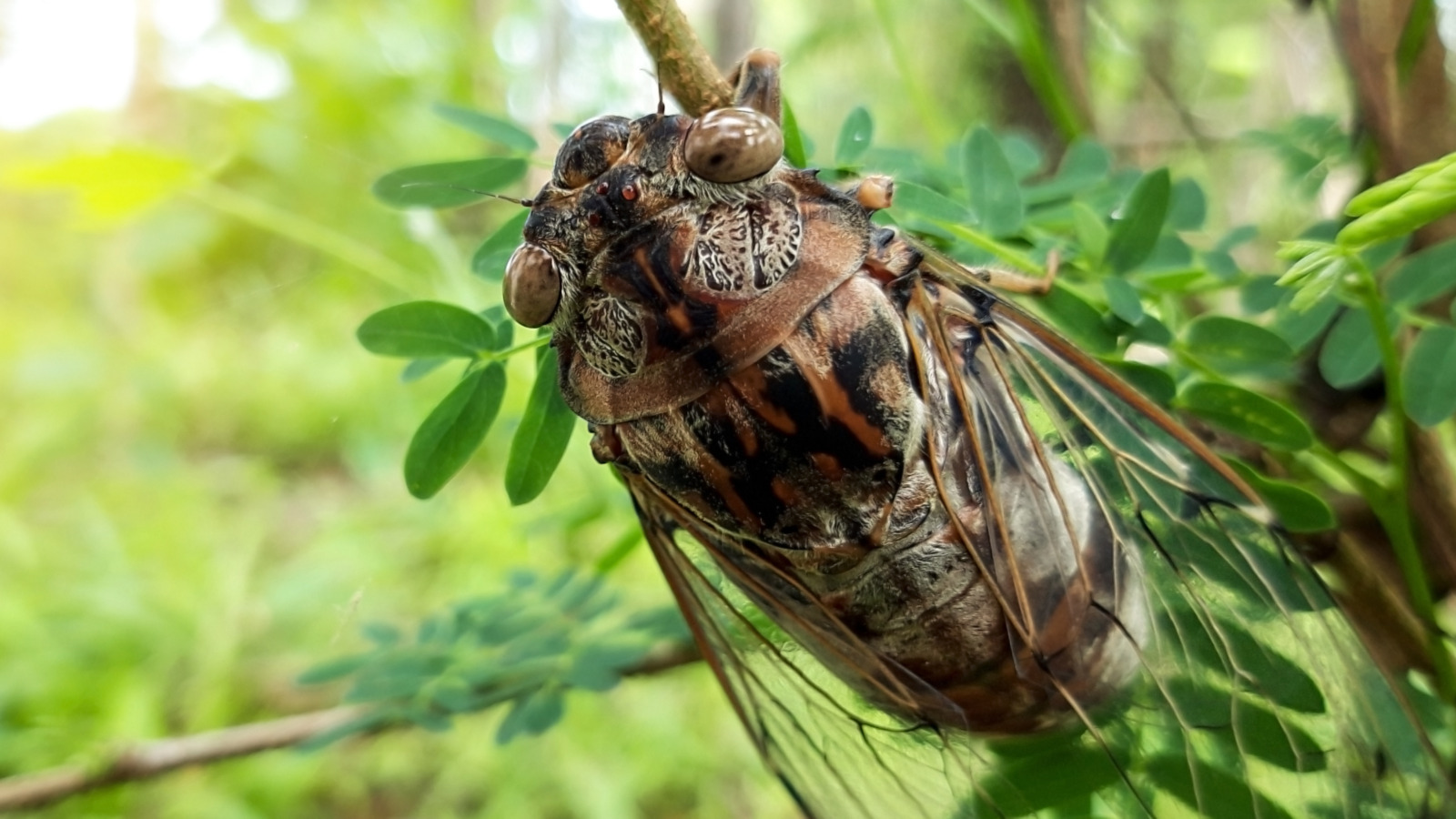 Cicada Guide: Everything You Need Know