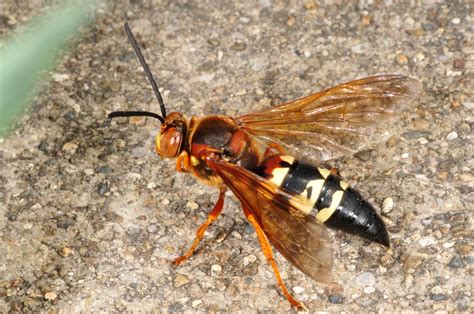 Cicada Killer Wasp Yale Peabody