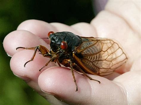 Cicada Mania At Iu Sciu