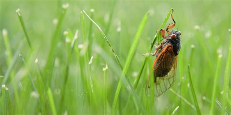 Cicadas Bite: Know The Risks