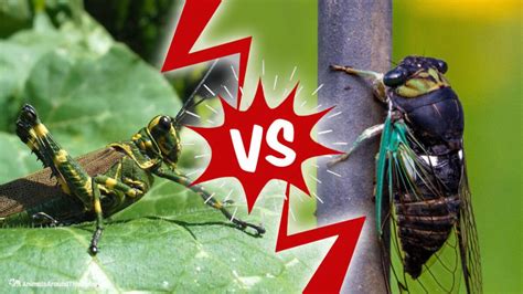 Cicadas Vs Locusts