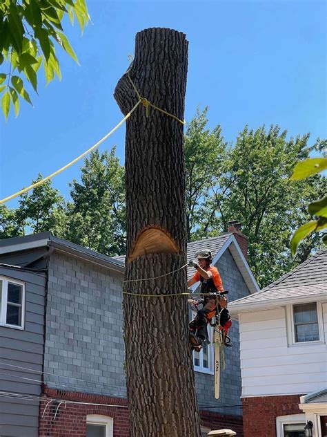 City Of Toronto Arborist