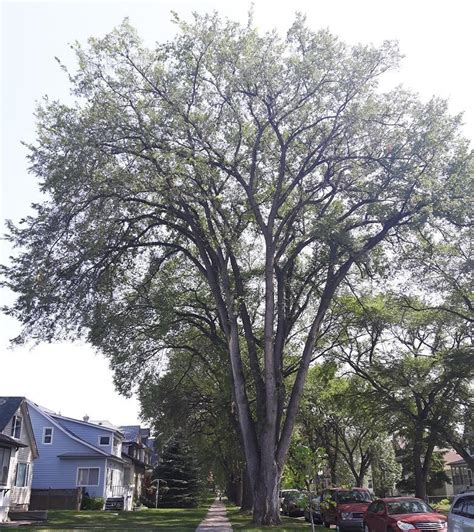 City Trees Winnipeg: Care Essentials