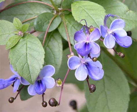 Clerodendrum Guide: Grow Perfect Flowers