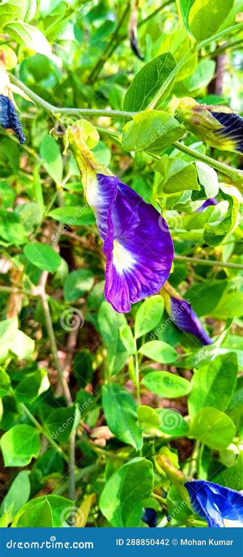 Clitoria Ternatea Blue Pea Butterfly Pea Or Cordofan Pea Flowers Close