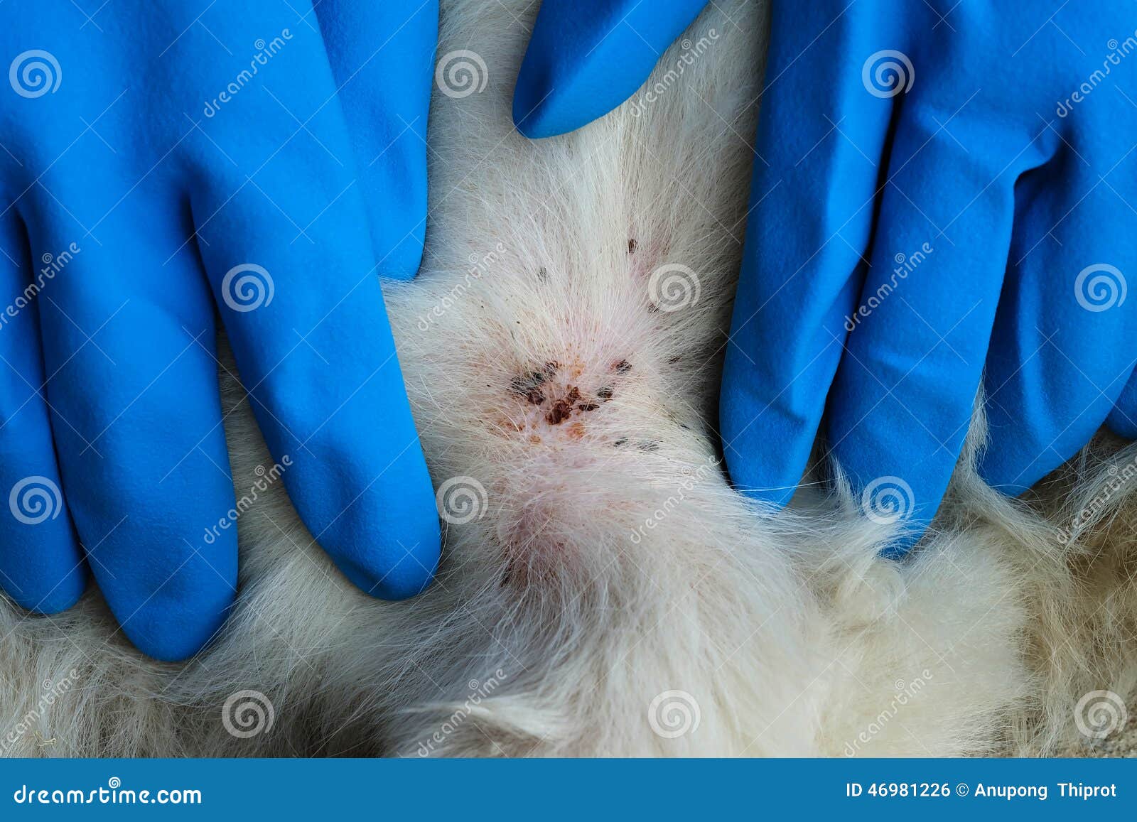 Close Up Of Dog Ticks On The Fur Of White Dog Stock Photo Image 46981226