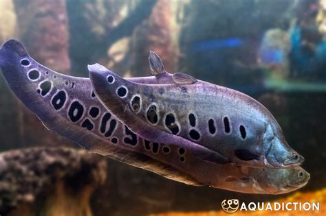 Clown Featherback Knifefish Chitala Ornata Fish Profile Care Guide