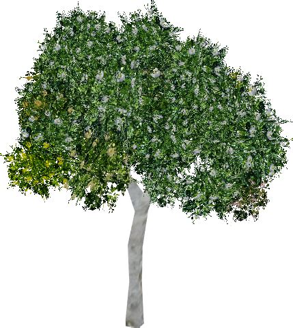 Clusia Tree Elevation