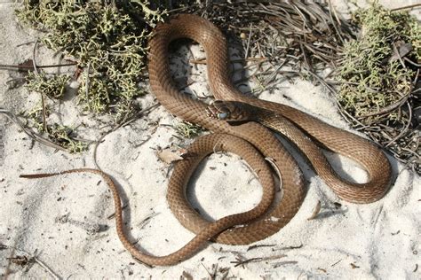 Coachwhip Snake Florida