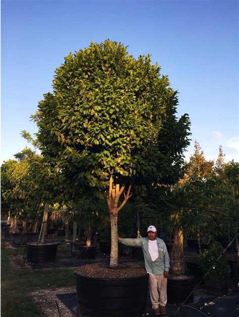 Coccoloba Diversifolia Pigeon Plum