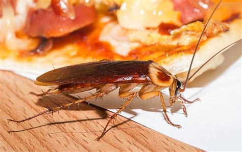 Cockroaches Pest Identification Prevention In Tucson Az Pest Friends