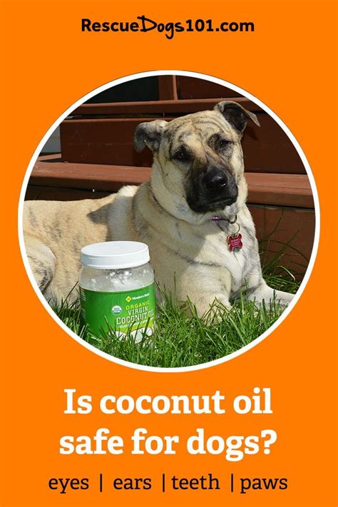 Coconut Oil Has Many Health Benefits For Dogs Including Skin Mouth