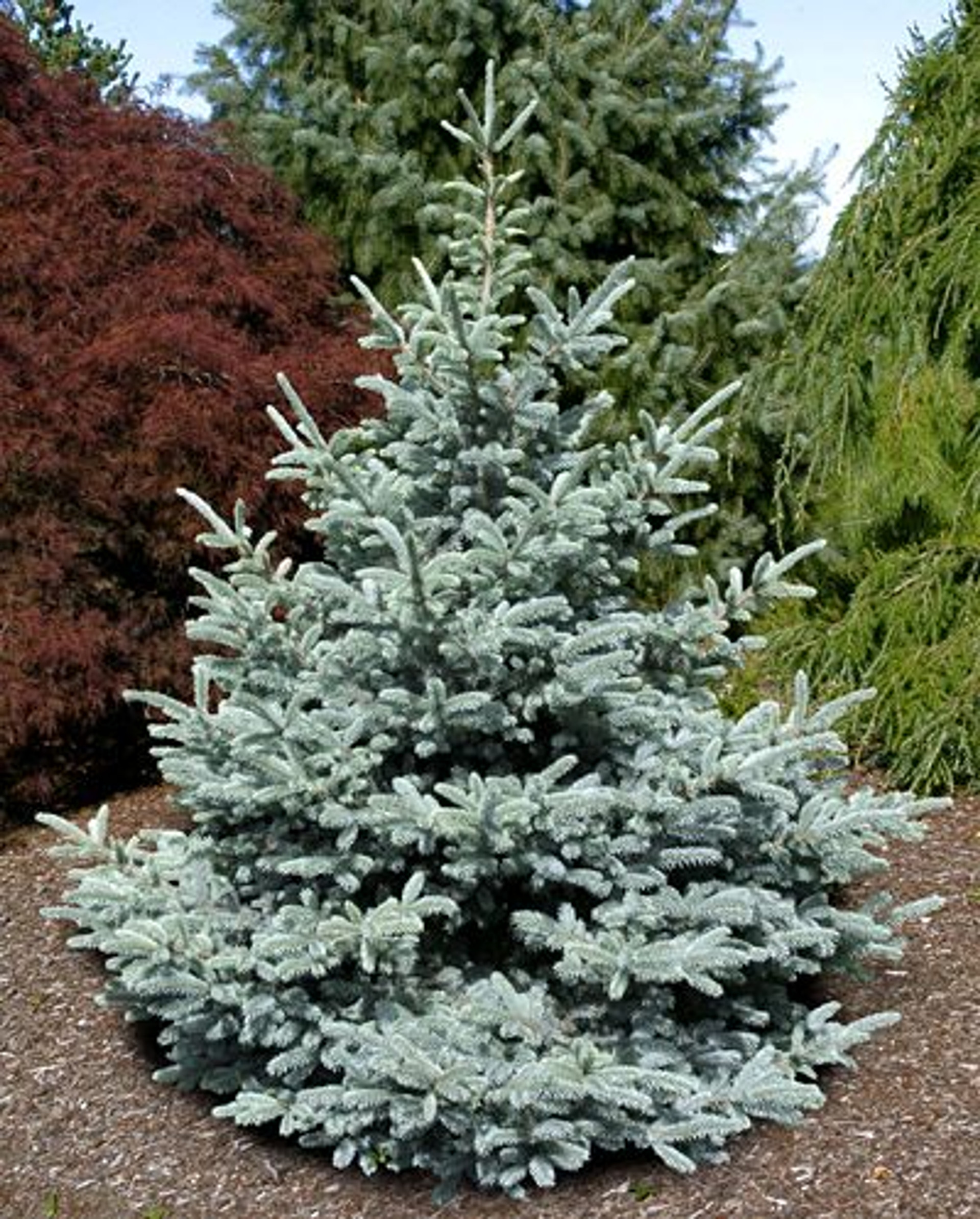 Colorado Blue Spruces