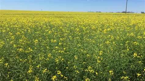 Colza Canola Y Carinata Beneficios De Su Incorporaci N A La Rotaci N