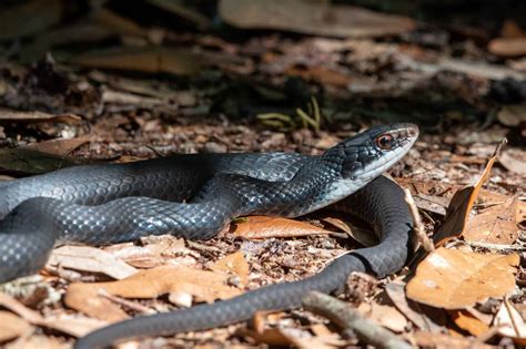 Common Florida Snakes Identification Chart