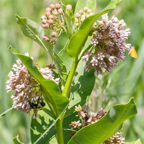 Common Milkweed Asclepias Syriaca Bowman S Hill Wildflower Preserve