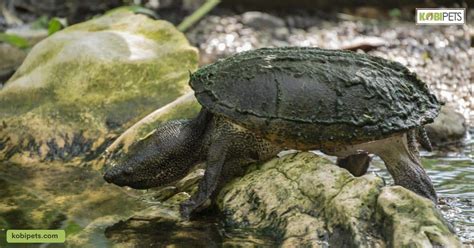 Common Musk Turtle Stinkpot Species Profile Kobi Pets